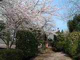 4月05日長楽寺参道.jpg