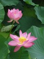 ハスの花が好き