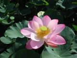 8月10日水元公園のハス