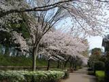 オ次中学校脇の桜@.jpg