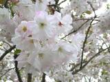 三塚八重桜.jpg
