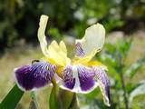 110521_ 花菖蒲.jpg