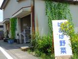 110813_ばあば野菜.jpg