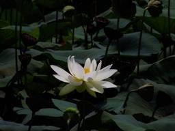 110828_白いハス.jpg