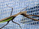 110830_カマキリ.jpg