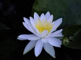 110919_睡蓮.jpg