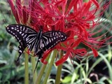 110924_彼岸花.jpg