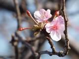 111123_新川の桜.jpg