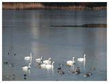 120128_白鳥10羽.jpg