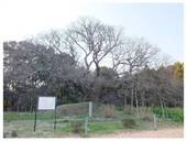 120401_吉高の大桜.jpg
