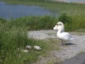 120527_コブ白鳥.jpg