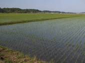 120527_田.jpg