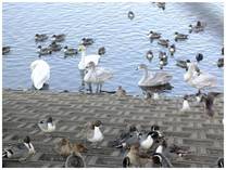 121209_SWAN.jpg