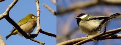 130104_小室公園の小鳥.jpg