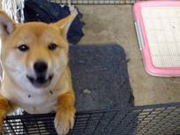 130105_薬王寺の犬2.jpg