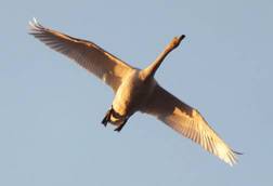 130113_白鳥.jpg