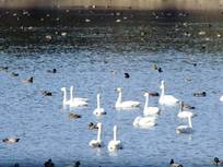 130127_八丁堰の白鳥.jpg