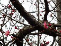 130202_梅の花.jpg