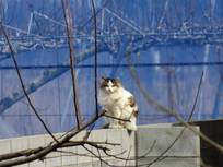 130217_猫.jpg