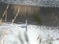 130224_白鳥.jpg