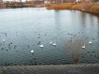 130303_7羽いる.jpg