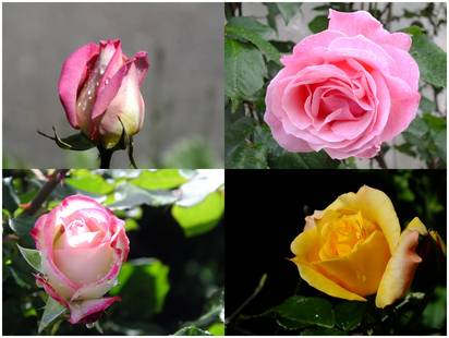 130512_薔薇.jpg