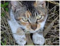 130519_CAT2.jpg