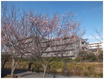 131208_冬の桜.jpg