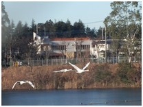 131230_SWAN.jpg
