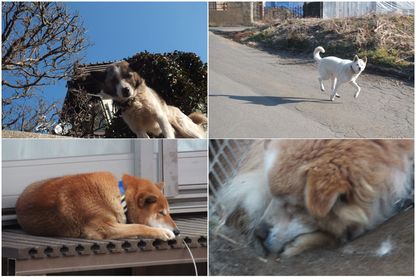 140112_犬たち.jpg