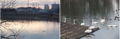 140112_SWAN.jpg