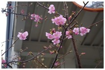 140301_河津桜.jpg
