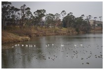 140301_Swan.jpg