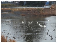 140302_Swan.jpg