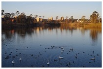 140308_SWAN.jpg