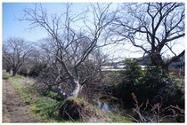 140315_今井の桜.jpg