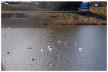 140315_白鳥.jpg
