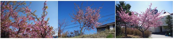 140321_河津桜.jpg