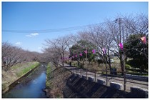 140321_海老川.jpg
