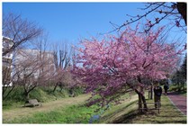 140322_黒目川と桜.jpg
