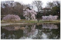 140329_清瀬金山公園.jpg