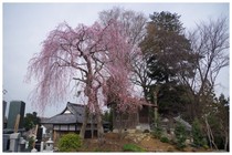 140329_薬王院の枝垂桜_墓地.jpg