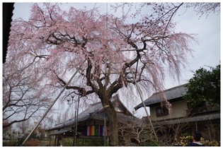 140329_金仙寺.jpg