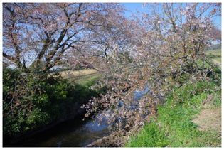 140412_今井の桜A.jpg