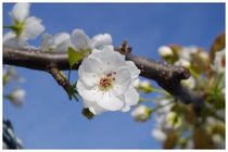 140412_梨の花.jpg