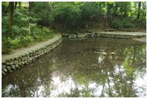 140429_新次郎池.jpg