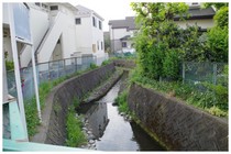 140429_野川2.jpg