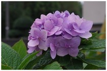 141013_紫陽花.jpg