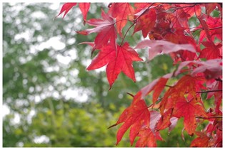 141026_観音寺の紅葉.jpg