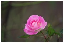 141026_ROSE_藤ヶ谷GC.jpg